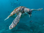 68a9750337a418a86fe06c1991a1d64c