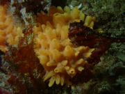 WhatsApp-Image-2022-09-17-at-19.49.26-1