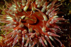 Summer Isles Sep 2022