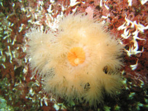 plumose-anemone