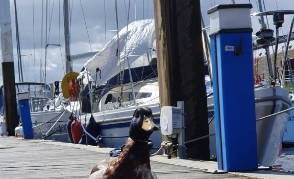 Duck supervises Boat Training