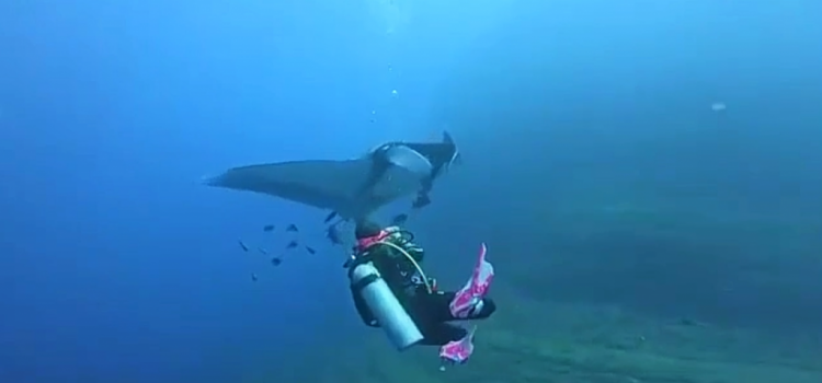 Manta magic at Socorro Island! ✨