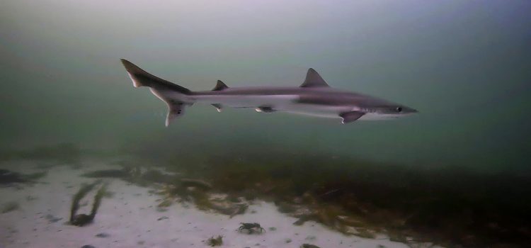 Tiree Tope shark success!! Tiree Tope shark success!!
