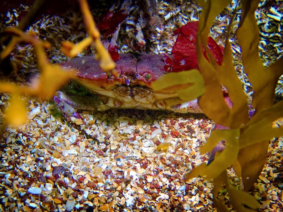 Dearne Valley Divers