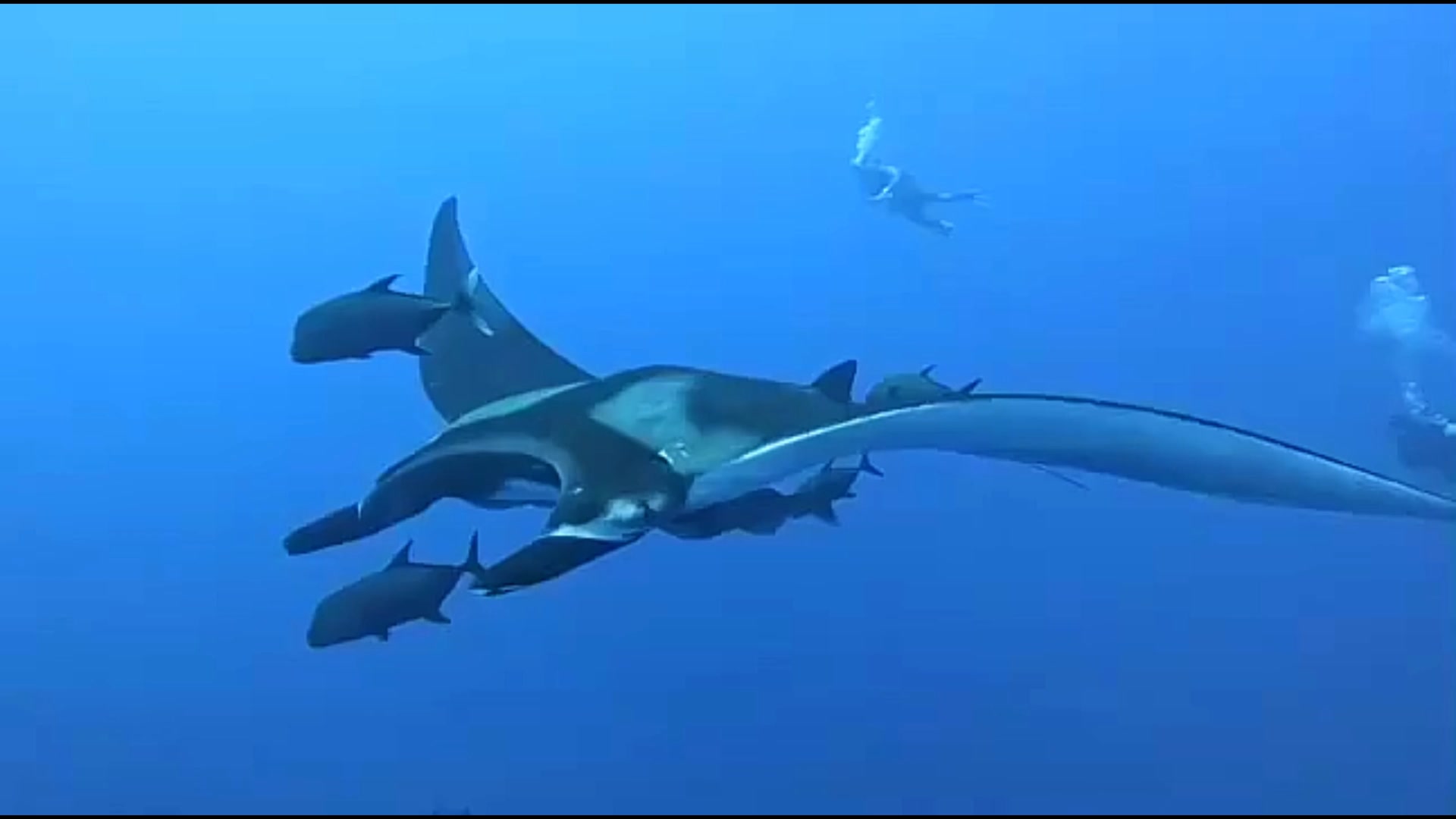 Dearne Valley Divers